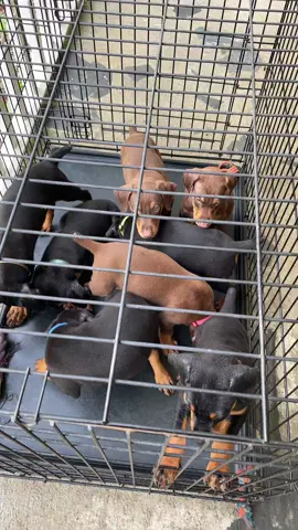 Purebred doberman puppies for sell in GA! If interested in purchasing one message me directly. 7weeks old#puppies#doberman#buynow