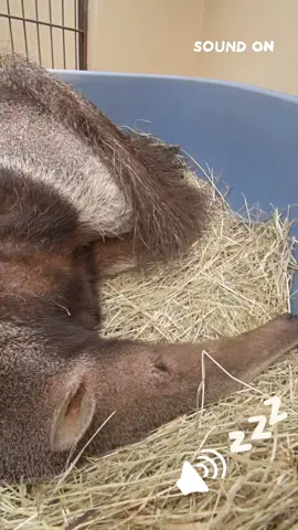 Ameisenbären-Oma Chakira schnarcht Die Große Ameisenbärin Chakira im Zoo Dortmund hat die Angewohnheit, demonstrativ laut zu schnarchen, wenn wir uns in ihrem Gehege aufhalten, während sie es sich dort in ihrem Schlafkorb für ein Nickerchen gemütlich gemacht hat, wie im Reel anbei zu hören. Sobald wir uns von ihr entfernen, beendet sie dann das demonstrativ laute Schnarchen. Einen Großen Ameisenbären schlafend zu erwischen, ist keine Seltenheit. Denn die Nebengelenktiere verbringen selbst in der Natur etwa 15 Stunden des Tages schlafend, was Zootiere bei all der Rundumversorgung in einem Zoo sicherlich noch übertreffen und eine Ameisenbären-Oma wie Chaka sowieso. Mit 24 Jahren ist Chakira definitiv schon eine echte Ameisenbären-Oma. Denn ein wild lebender Großer Ameisenbär dürfte nicht viel älter als zwölf Jahre werden. Für Große Ameisenbären in menschlicher Obhut wird in der Literatur häufig ein Höchstalter von 16 Jahren angegeben. Allerdings verschiebt sich die Messlatte für Tiere, die im Zoo leben immer weiter nach oben, sodass diese zunehmend älter werden. Dies liegt an stetig verbesserten Haltungen und Erfahrungen, wie auch Fortschritten in der Tiermedizin. Chakira wurde am 21. April 2001 im Reid Park Zoo in Tucson in Arizona (USA) geboren und lebt seit dem 6. November 2003 bei uns im Dortmund. Ihr Umzug in unseren Zoo erfolgte innerhalb der World Association of Zoos and Aquariums (WAZA), der Welt-Vereinigung von Zoos und Aquarien, im Rahmen des Internationalen Zuchtbuchs (ISB), welches wir hier im Zoo Dortmund selbst führen. #Zoolotse #Zoo #Dortmund #Chakira #Ameisenbär #GroßerAmeisenbär #schnarchen #schlafen #schlummern #ZooDortmund #ZoocialMedia #Proudzoopeople #Zoo #zoos s