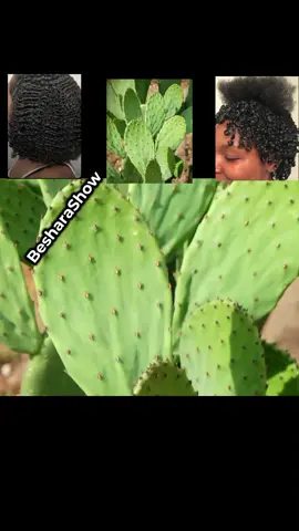 ✨ ¿Sueñas con rizos definidos y naturales? Prueba esta gelatina casera con nopal 🌿 Hidrata, da brillo y define sin químicos 💚 Súper fácil y 100% natural 😍 🔁 Guarda y comparte si amas tus rizos 📲 Sígueme para más tips: @BesharaShow #curls #fyp #viral #curlyhairtutorial  #curl  #hairtok  #rizosnaturales  #rizosdefinidos  #cabellorizado  #curlyhairroutine  #curlyhairtutorial  #naturalhair  #cabellosaludable  #naturalhair 