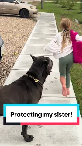 Protecting my sister #fyp #canecorso #canecorsosoftiktok #cutedogsoftiktok #dogsoftiktok 