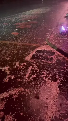 ready #cherryblossom #dark #eyplore #fyp #night #dreamcore #japan #rain #aestheticvibes #nostalgia #foryouu #dream #foru 