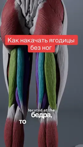 Как накачать большие ягодицы, но не накачать ноги при этом ⁉️