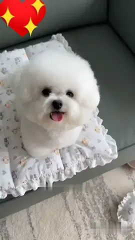 🐶🐾Un bain pour redevenir la diva et un top modéle 💅✨ #Viral #ForYou #Cute #Cutedog #chienstylé #GlowUp #Chien 
