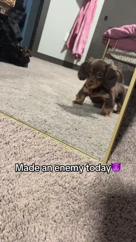 Woke up a hater 💋#minidachshund #puppy #dachshund #dachshundsoftiktok #dogsoftiktok #minidachshundpuppy #baby #bigdog 