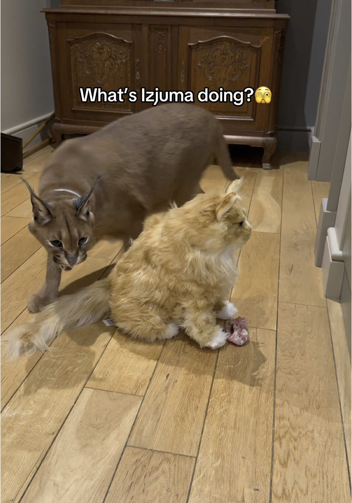 Izjuma? #petsies 