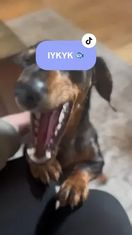 If you know you know 😅 #fishbreath #dachshund #stinky #smellydog #breath #fyp #foryou #foru 