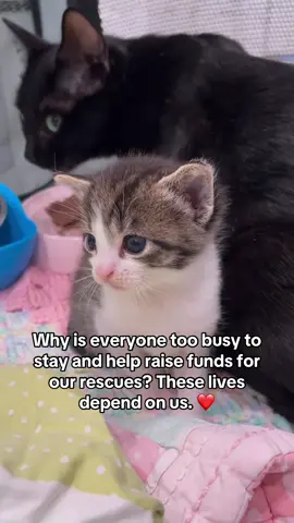 Why is everyone too busy to stay and help raise funds for our rescue’s food? These lives depend on us. ❤️ If you're able to contribute, please consider donating via PayPal (link in bio).