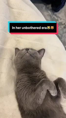 She’s in her unbothered era. 😌💤 Bills? Drama? Responsibilities? She sleeps. Watch this queen living her best nap life, and honestly… same. #Unbothered #NapQueen #CatLife #LivingTheDream #C#CatNapS#SleepyCatU#UnbotheredEraL#LazyVibesC#CaturdayEverydayC#CatMoodC#ChillCatC#CatTokP#PetLifeCatlove #watchbuddi 