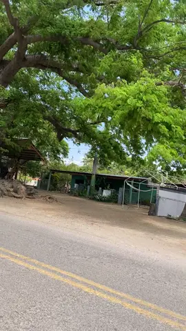 #rancho #arbolon 