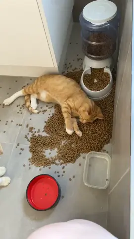 My orange boys turned 5 this month! Flash back to when they got desexed and were high and rolled in their food 😅 #cat #cats #catslovers #catlover #catlovers #pet #pets #PetsOfTikTok #orangecat #orangecatbehavior #fyp 