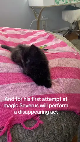 Poor Severus isn’t the best at magic just yet  #catsoftiktok #cattok #catmom #blackcatsoftiktok #harrypottertiktok #fyp 