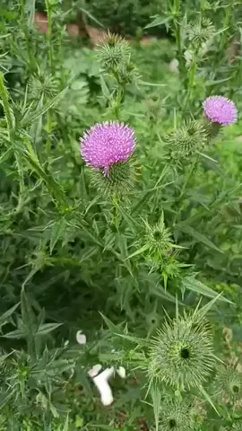 O cardo-mariano (Silybum marianum) é uma planta medicinal com propriedades antioxidantes e hepatoprotetoras, conhecida por ajudar a proteger e regenerar o fígado.#ervas #medicinal #plantas 