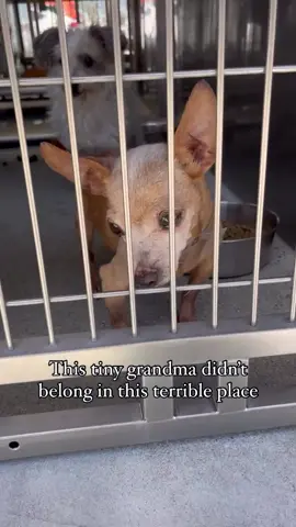 Can we give a big welcome to this teeny little grandma? 🥹She gave us kisses the moment we got in the car. This could not have been made possible without a committed foster @ who was willing to open up their heart and home to this deserving grandma. You can be somebodies hero too by fostering! If you live in Los Angeles or Orange County and its surrounding areas PLEASE SHARE! Your shares matter so much- you never know who’s following you who will want to save a life with us ❤️ Unfortunately we cannot accept out of area fosters for the safety and welfare of our rescue dogs 💔  If you like what we’re doing and would like to make a tax deductible donation you can do so by going to our link in bio 