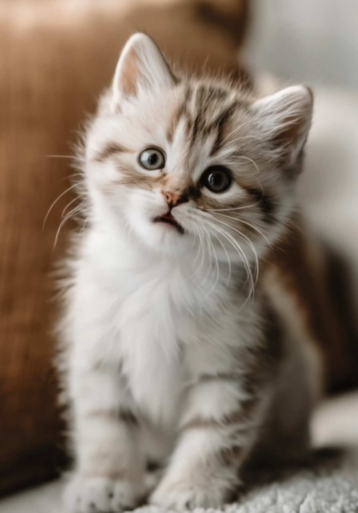 Best diet ever! 🤣❤️ Adorable kitty loves Oreos! Try not to laugh at this cute baby cat! #cutecat #trynottolaugh #babycat #cat #funnycat #momlife #adulting #adultingishard 