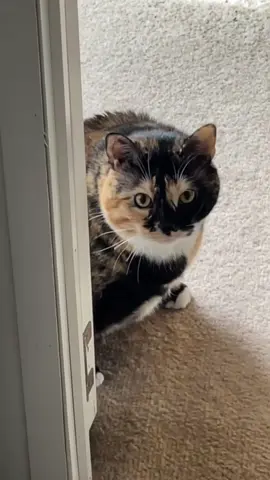 Bean gets so excited to see her Mom come home!! 🥹🐈‍⬛🤍 #fyp #foryou #foryoupage #cat #cats #cattok #catsoftiktok 
