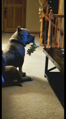 because its been awhile❤️#bullybreeds #mykindofdog #americanbullylife #lovemybreed #americanbullylife #xlbullystyle #SBK #staciesbullykennel #fyp 