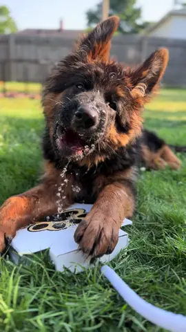 Happy Friday!!! 🤩 🎉  Happy 15 weeks Helo!!! 🖤🤎    And… who could ever be sad watching this handsome little baby being happy?!???  😊  Also, not that little, we’re 43lbs today! 😅😅 #gsd #germanshepherd #puppy #germanshepherdpuppy #cuteness #happy #smiles #happyfriday #timeneedstoslowdown 