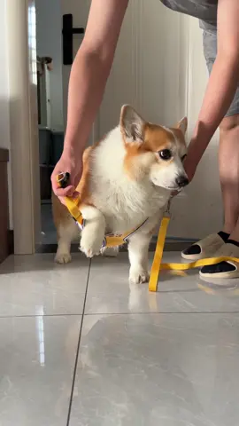 #dog #corgi #mypet 
