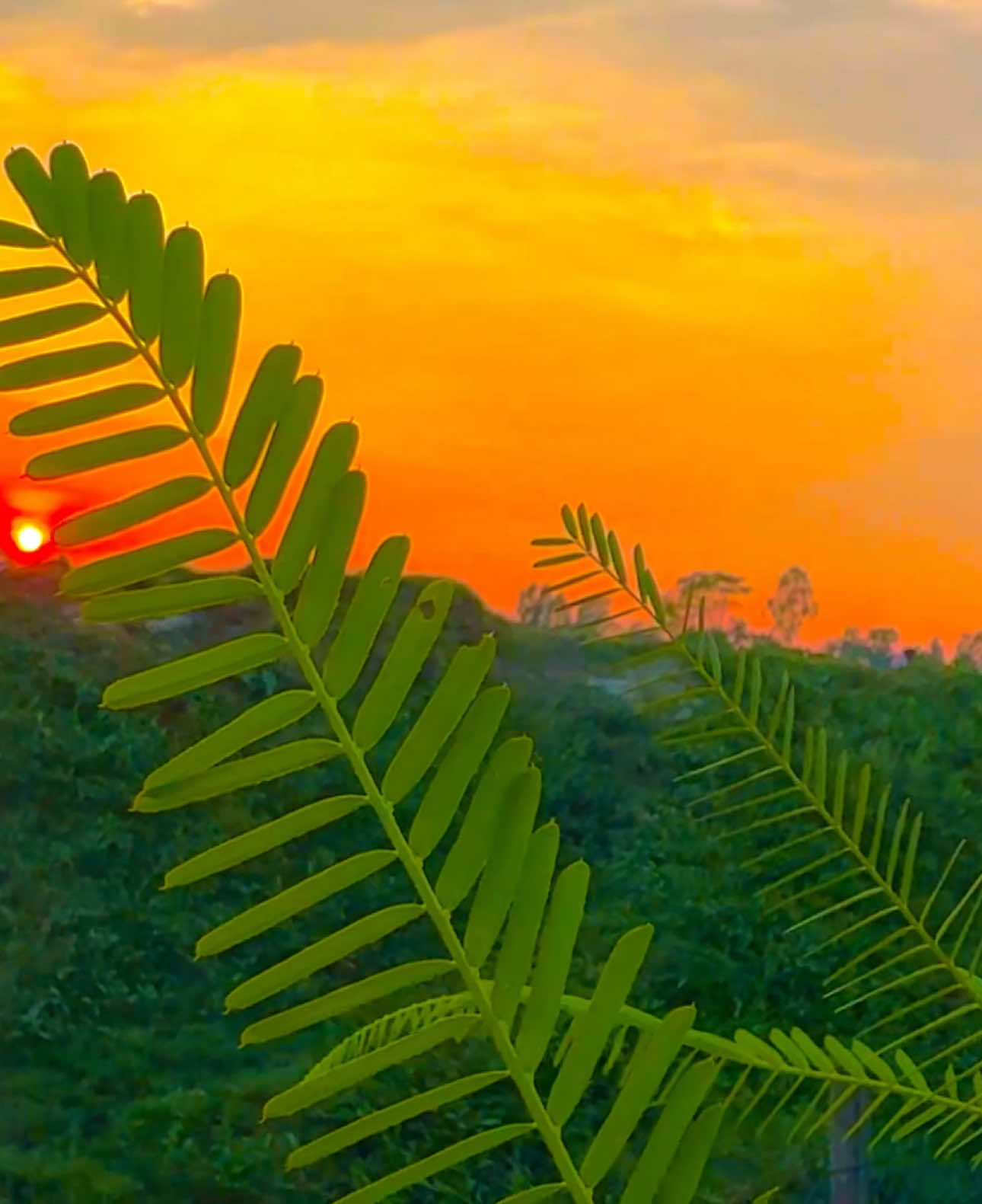 আমি তার প্রেমে পড়ি নাই আমি তার মায়ায় পড়েছি🍃🌿#foryou #foryoupage #greenscreen #viral_video_tiktok #myanmartiktok #bdtiktokofficial🇧🇩 