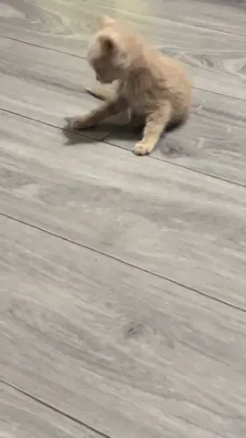 #fyp #fypシ #kitten #funnytiktok #viral This crazy kitten lol
