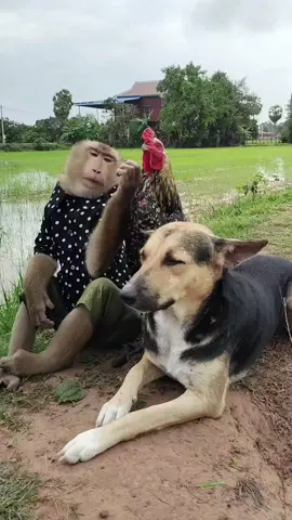 Lovely video Mr. Monkey, Rooster and dog 🐶 #monkey #monkeysoftiktok #cuteanimals #monkeyvideos #monkeys #monkeybaby #UK #USA #funnymonkey #funny #monkeylover #dogs