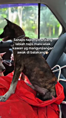 #porbisolok #porbimarentensumbar #fypporbisumbar🐕 #porbi_sumbar 
