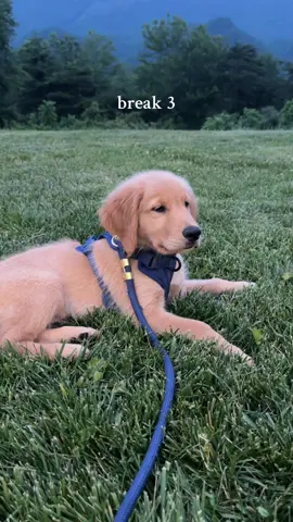 I’d roadtrip with Blue any day 💙 #fyp #dog #dogsoftiktok #puppy #roadtrip #Summer 