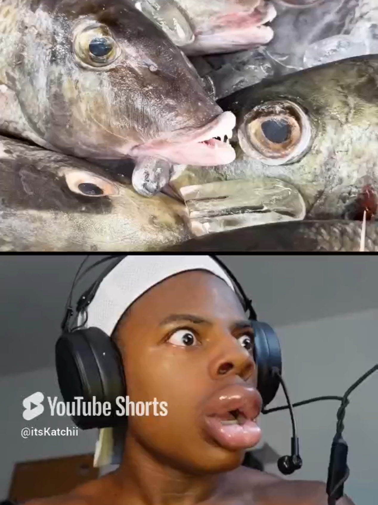 these fish reminds katchii of Kylie Jenner  #twitchstreamer #itskatchii #twitchclips 