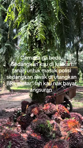Bagian 3 : yang penting tebayar angsuran #fyp #petaniindonesia🇮🇩🇮🇩🇮🇩🌿🌿 #petanimilenial #petanimuda 