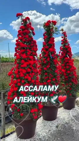 #🕊 #❤️ #всеммираидобра 