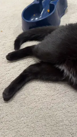 Is Skidmark a car or a car? #cats #tiktokcats #blackcat #funnycat #car 