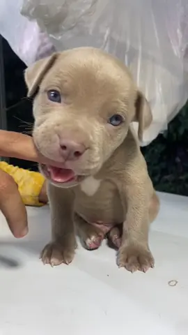 El bebé más chiquitico de la familia #pitbull #pitbullove #amorperruno #paratiiiiiiiiiiiiiiiiiiiiiiiiiiiiiii 