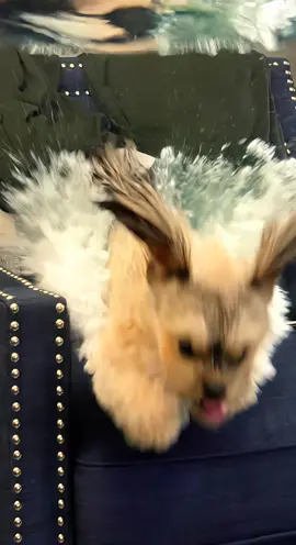 Xena had just had a bath in this photo and she looked pissed as Hell… 🤣 Now she’s a cutie! #shorkie #fyp #xenabooboo #aww #shorkiesoftiktok 