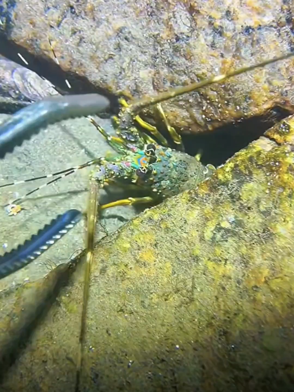 #diving #crab #catchthesea #seaside #seafood #fish #eel #lobster #seangsolofishing