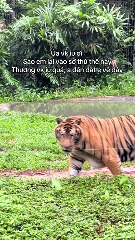 Của ô nào dắt về đi kìa #GreenCreator #Vinpearl #VinpearlGolf #VinWonders #WonderSummer2025 #dulich #vinpearlsafariphuquoc #dongvathoangda #safariphuquoc #trending #xhtiktok #PhuQuoc #fypシ゚viral🖤video 
