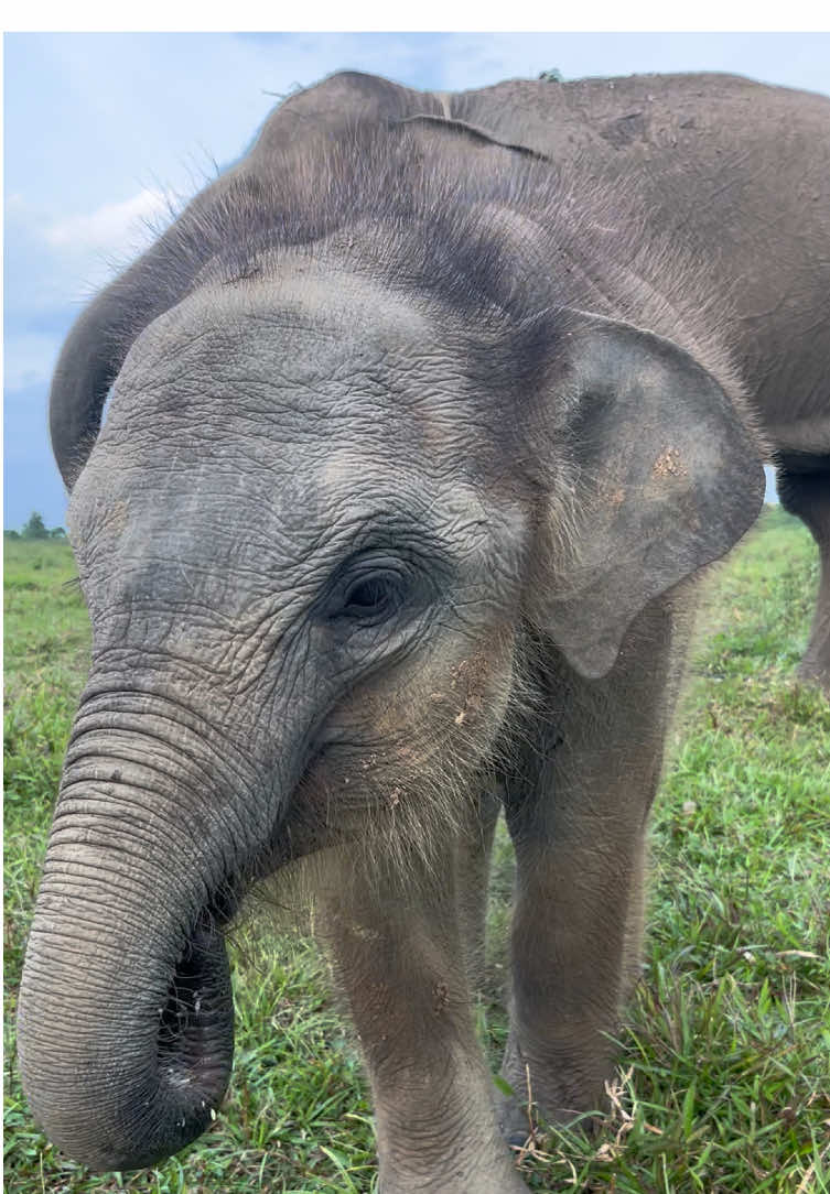 kasih makan Anisa 🤩🤩 #waykambas #waykambasnationalpark #gajahwaykambas #lampungtimur 