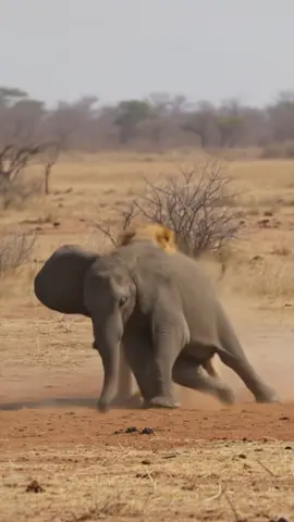 Lion Attacks Baby Elephant! Amazing Wildlife Chase!!  #lion #lions #elephant #elephants #africa #wildlife