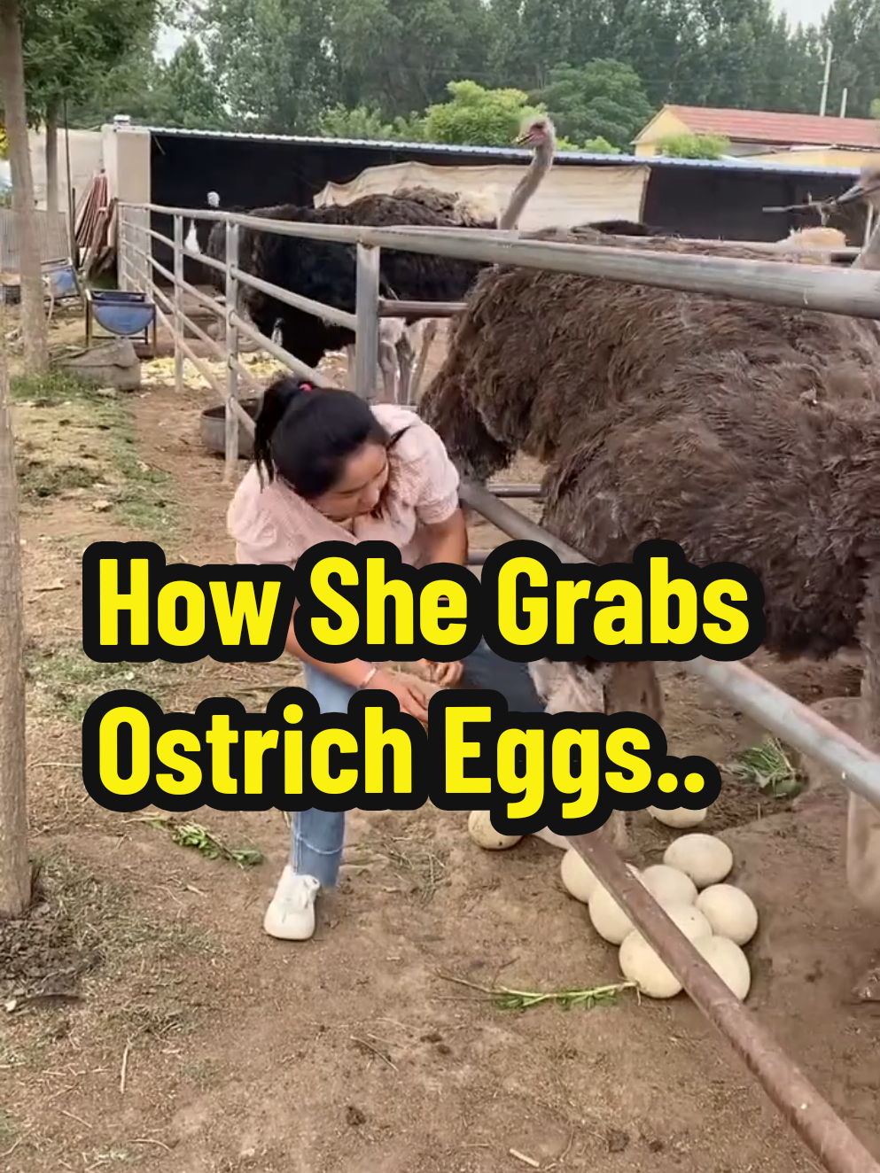 This brave woman demonstrates how to safely collect giant ostrich eggs from their enclosure. It may look simple, but approaching an ostrich can be risky, they're fast, strong, and very protective of their nests. With calm steps and careful moves, she shows the proper way to gather these huge eggs without disturbing the birds. A fascinating look into farm life with a touch of thrill! #OstrichEggs #FarmLife #BraveMove #AnimalMoments #EggCollecting #FunnyAnimals