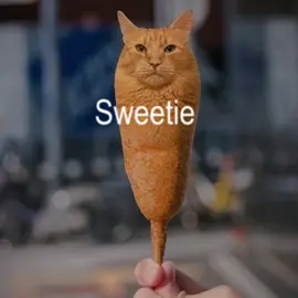 I don’t know how much more I can take #cat #brainrot #corndogcat 