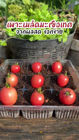 เพาะเมล็ดมะเขือเทศจากผลสด งอกง่าย🍅 #เกษตร #มะเขือเทศ #พืชผักสวนครัว #รู้ทันเกษตร