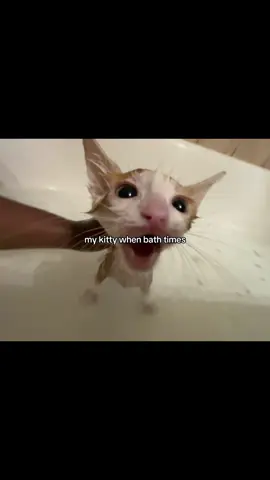 She’s so cute #kitty#cat#bathtime#meow#furryanimal#animal#fyp 