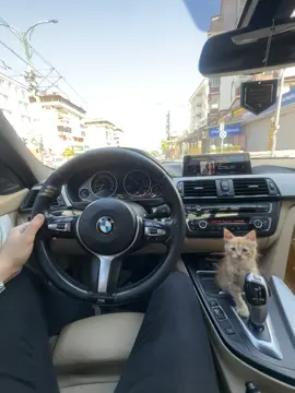 Kedili Günler 🐾 #kedi #cat #direksiyonstory #kendinedünya #merveozbey 