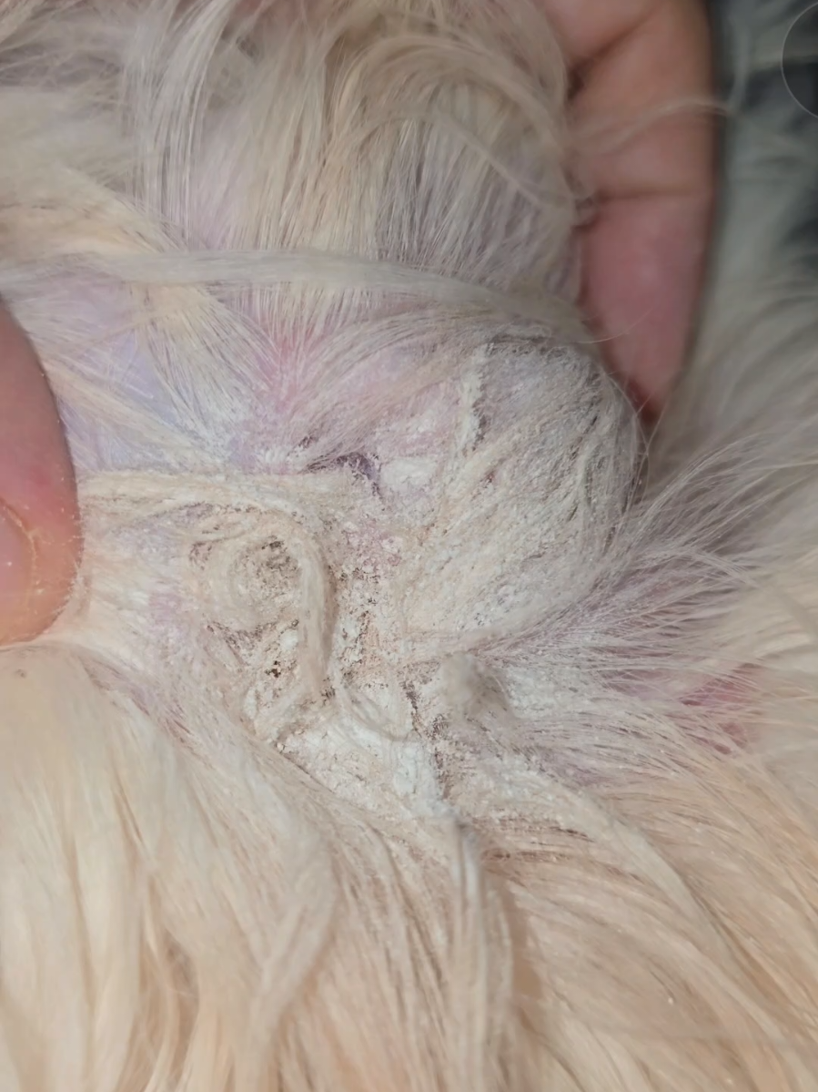 ito lang sagot para maka iwas sa nakaka stress na ear mites at ear infection sa mga furbaby natin Pet ear powder #petearpowder #dogearpowder #dogearinfection  #dogearcleaning #petearcleaning 