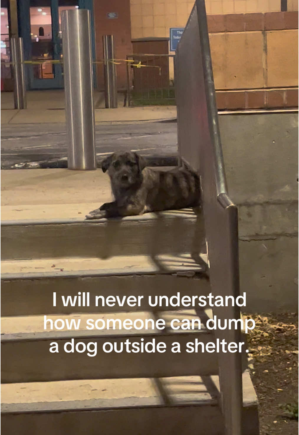 no dogs left behind🤝 #animalrescue #rescuedog 