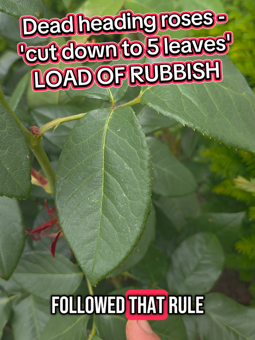 When dead heading roses the key is to cut off the rose bud (hip) until just above the next best leaf. This can very often be another three leaved stem and this will send out a shoot with more flowers on #gardening #gardeninghacks #gardening101 #cottagegarden #flowergarden #flowerbeds #gardeningtips #perennials 
