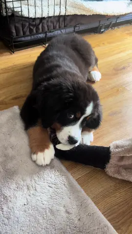 Goose getting some love 🪿 #bernesemountaindog #bernesemountaindogpuppy #puppies #dogs 