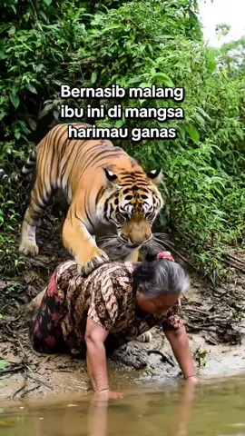 Harimau Sumatra menerkam ibu tua ini #harimausumatra #harimau #tiger #veo #ai #viral #fyp #animals