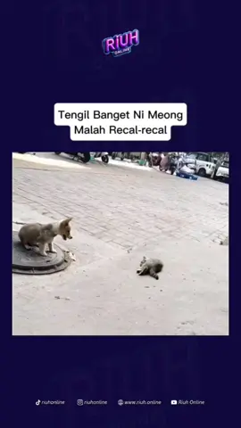 busett asli ni meong tengil banget ya,mentang2 lawanya di ikat,malah recal2 dianya🤣(Y). . . . #meme #kucing #anjinglucu #kucinglucu 