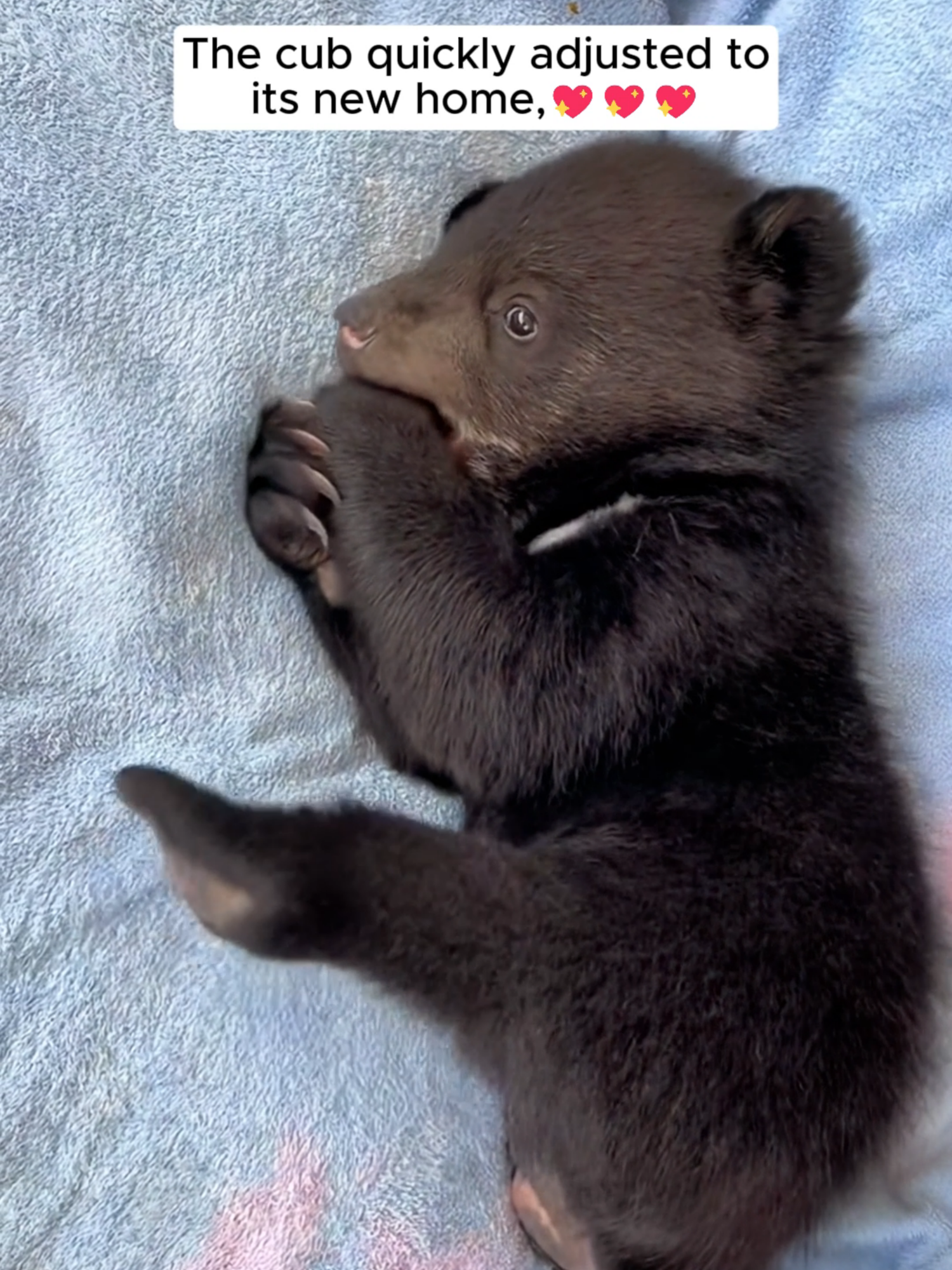 A man found a lost bear on the road and gave it a warm home #animals #animalsoftiktok #cuteanimals #bear #wildanimalsoftiktok