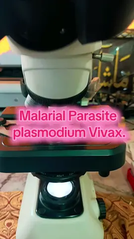 Malarial Parasite under microscope.